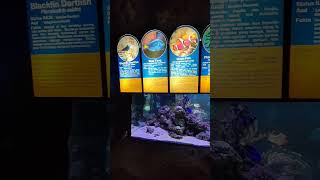 koleksi aquariun jatim park 2 #shorts #shortsvideo #fypシ #fyp