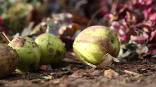 Que deviennent vos déchets ? Les déchets compostables.