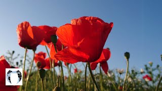 Poppies Stunning Flowers Nature Plants 4K: MICHAL MALACHOVSKÝ