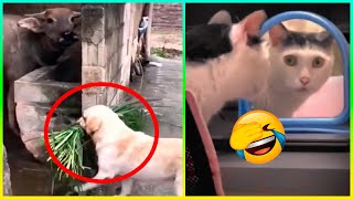 Los Animales Más Inteligentes Y Divertidos 😂