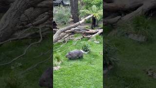 WOMBAT FEEDING #shorts #wombat #wombats #feeding