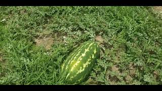 This how we pick watermelons at the farm.