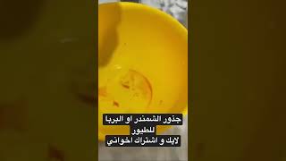 الاستعداد للتزاوج #الكناري أفضل خلطة الخضار #shorts