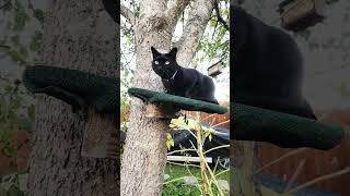 cat stuck in a tree #cats #youtubeshorts #funny