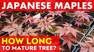 How Fast do Japanese Maple Trees Grow? | Growing from Seed