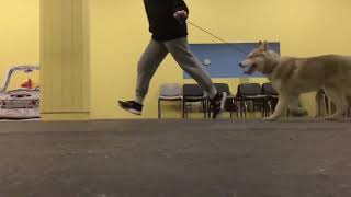 Нusky puppy (name WAKE UP NEIGHBORS ) gets ready for dog show | выставочная подготовка щенка хаски