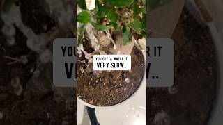 Bonsai Tips | How to Keep a Bonsai Alive | creative explained