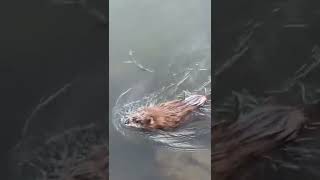 Musk Rat in the Indianapolis canal