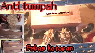 Membuat Tempat pakan ayam DOC anti tumpah dan otomatis