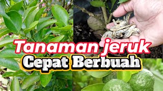 Tips sederhana membuat tanaman jeruk agar cepat berbuah