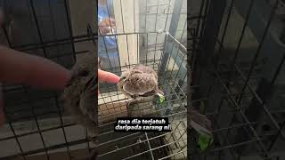 Anak burung apa ni ya? jatuh dari atas pokok..