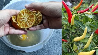 Membuat pohon cabe rawit berbuah lebat