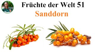 Früchte der Welt 51 – Sanddorn Pflanzliche Rohkost Fruchtkost