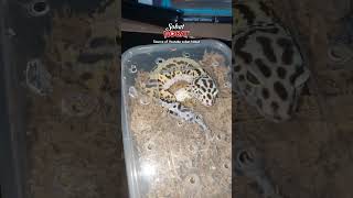 apa iya dia mengerami telornya? 🤔🤣 #leopardgecko #reptile #tokek