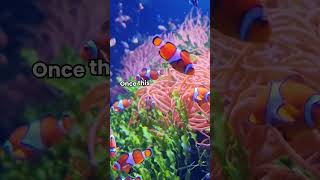 Clownfish Gender Change: How They Switch Roles in the Ocean!  #facts #shorts #clownfish  #wildlife