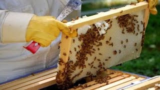 دخول شهر مارس نحن على أبواب فصل الربيع هاذا مايجب أن يفعله مربي النحل 🐝🐝