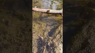 Brown Trout at Boulder Creek