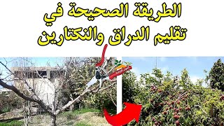 تقليم اشجار الدراق والنكتارين | الخوخ 2