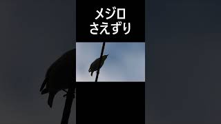 メジロ　フルバージョンあり　#紀ノ川流域いきものチャンネル