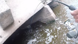 Every Species Of Fish Are Living Under This Spillway (THEY ARE BIG)