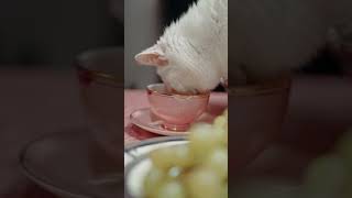 Little kittens meowing and talking - Cute cat video