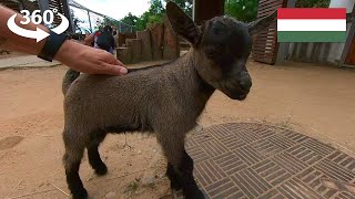 Petting Goats at the Pecs Zoo - Pécsi Állatkert in Pécs, Hungary