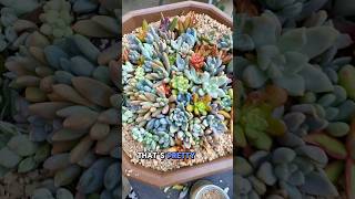 My Favorite Cutting Method: Sparse to Lush plants! #garden #plants #propagationstation #succulents