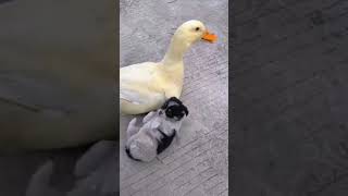 Cute puppy and duck together #cuteness #animals #shorts