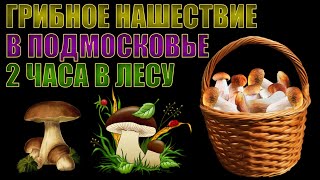 ГРИБНОЕ НАШЕСТВИЕ В ПОДМОСКОВЬЕ | 2 ЧАСА В ЛЕСУ | НАБРАЛ БОЛЬШЕ ЧЕМ ХОТЕЛ | ПРИДЕТСЯ ДЕЛАТЬ ЗАПАСЫ