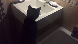 Biscuit drinking from tap