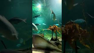 SEA LIFE Kelly Tarlton’s Aquarium #shorts #newzealand #travels