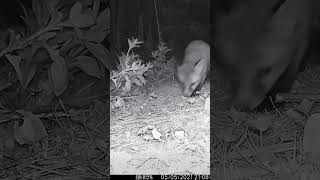 Fox Cubs Exploring at night