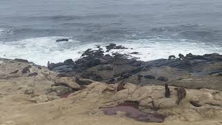 Seals at La Jolla shores beach