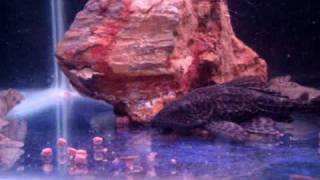 P. endlicheri and P. delhezis eating Hikari Cichlid Gold