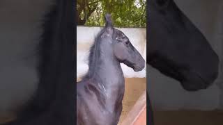 3 mahina no vashero || kevo se coment karo #reels #horse #viralvideo #ghodi#dosti