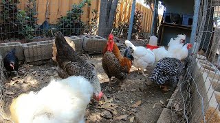 Chickens Hens Roosters Sun Bathing Dirt Bathing Dust Bathing!