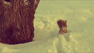 Смешные городские белки / Funny city squirrels