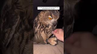 This man rescued an injured owl that was lying helplessly, and then #animalshorts #shortvideo