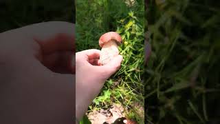 Mushroom Hunting #shorts - Boletus reticulatus - King bolete family #mushroom #mushroomhunting