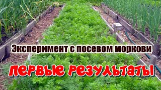 Подготовка семян моркови к посеву. Эксперимент. Результаты