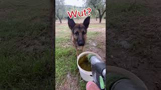 Dog VS Water Hose Jet Roulette