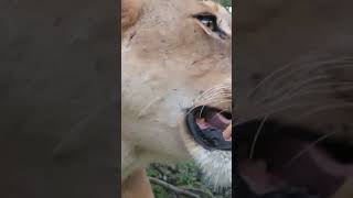 Lion breathing very heavily