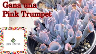 Rifa Sorteo de esta hermosa Suculenta! Pinky Trumpet o Trumpet Pink