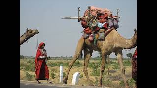 Camel Caravan