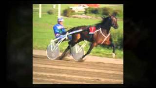 How I Win Live Pari-Mutuel Betting Everyday Online: Live Horse Track & Live Dog Track Betting