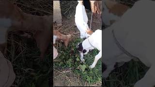 Cute goats🐐 #goat #youtubeshorts #camel #camells #youtubevideos #animals #ytshorts #youtube #shorts