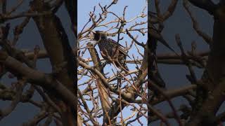 Скворец поёт, весна идёт.(Sturnus vulgaris).