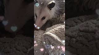 Opossum Eating #Opossum #melissaview