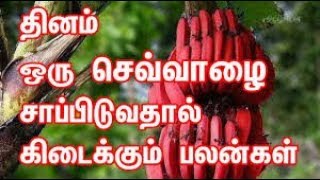 Red banana benefits and medical uses?? / செவ்வாழை பழத்தின் நன்மைகளும் மருத்துவ  பயன்களும் ??