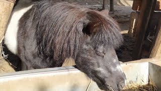 Our Animal Farm Part 2, Donkeys & Mule in Visciano Nola Italia 🇮🇹